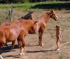 Solongo horses